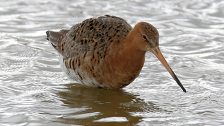A wading bird feeding in shallow water