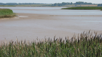 Winding estuary mudflats lined by reedbeds